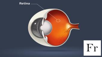 eye model retina fr