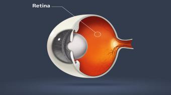 eye model retina