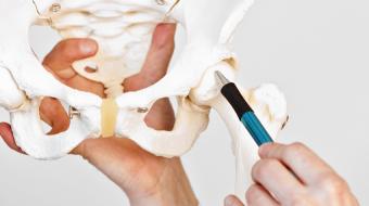 hip joint skeleton