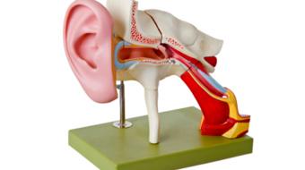 inside ear model