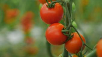 Sarah Ware, RD, Registered Dietician and Nick Pratap, BSc, Kin, Clinical Exercise Physiologist, talks about how healthy food and exercise, including tomatoes can help improve overall health.
