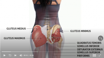 screenshot at gluteus muscle strengthening exercises westcoast sci